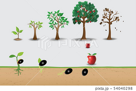 Life Cycle Of Apple Treeのイラスト素材