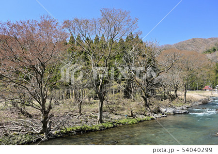 滋賀県湖北地方の清流　高時川 54040299
