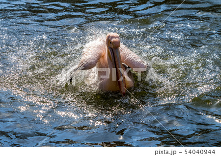 Great White Pelican, Pelecanus onocrotalus in the zoo 54040944