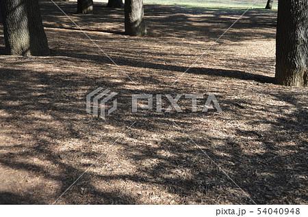 地面･木漏れ日（小金井公園／東京都小平市） 54040948