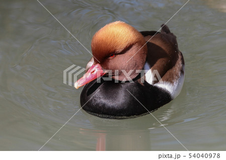 Red-crested Pochard, Netta rufina swimming in a lake 54040978
