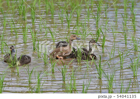 合鴨農法・六月・快晴・合鴨・農作業・働き者 54041135