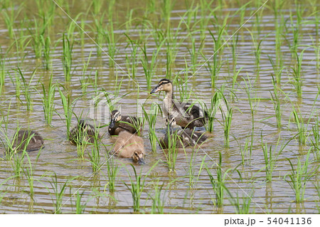 合鴨農法・六月・快晴・合鴨・農作業・働き者 54041136