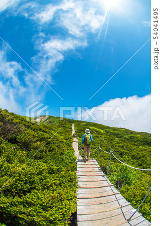 大山 トレッキング　初夏 54041495