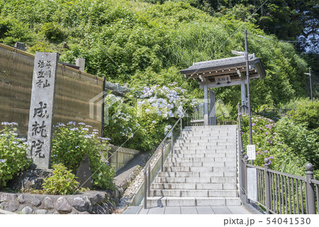 成就院(鎌倉市極楽寺) 成就院(鎌倉市極楽寺) 54041530