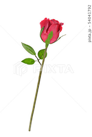 red rose isolated on a white background. 54041792