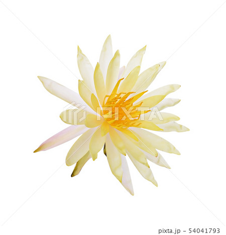 Yellow Lotus flower plants isolated on white 54041793