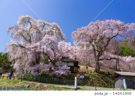 勝間薬師堂のしだれ桜 長野県伊那市高遠 勝間薬師堂のしだれ桜 長野県伊那市高遠 54041906