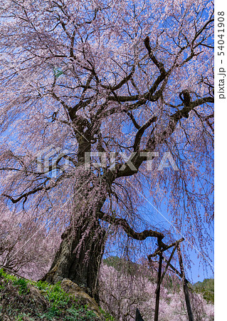 勝間薬師堂のしだれ桜　長野県伊那市高遠 54041908