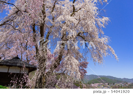 勝間薬師堂のしだれ桜　長野県伊那市高遠 54041920