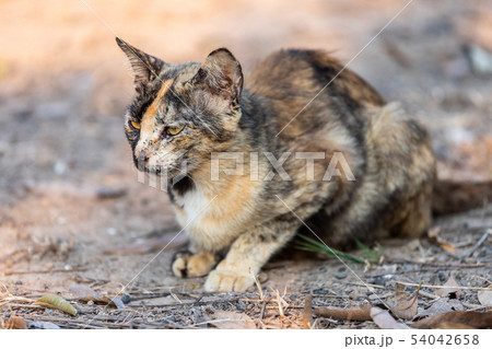 Cute kitten Thailand in the garden grass under Cute kitten Thailand in the garden grass under 54042658