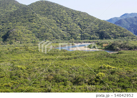 奄美大島　マングローブ原生林　マングローブの森　奄美の自然 54042952