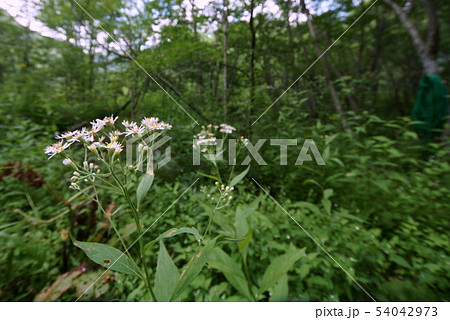 高山植物　ノコンギク 54042973
