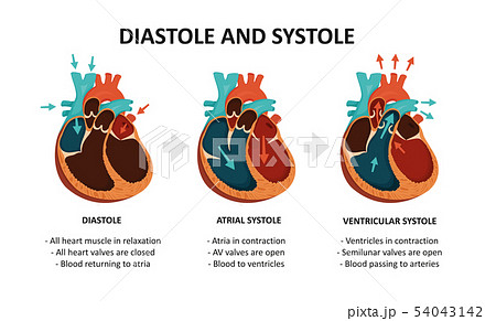 Diastole And Systole Cardiac Cycleのイラスト素材