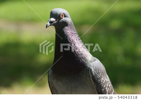 ハト 54043318