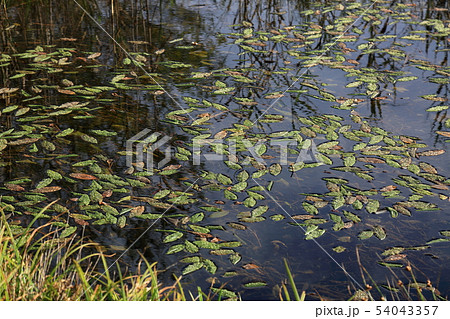 羽鳥胡高原の風景 羽鳥胡高原の風景 54043357