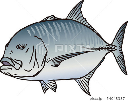 ロウニンアジ ロウニンアジ 54043387