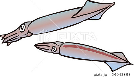 スルメイカ 54043393