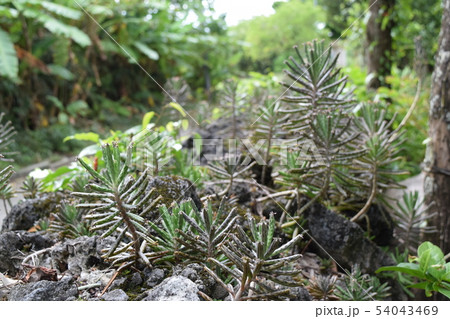 キンチョウ 54043469