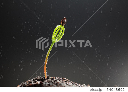 Rain drops and tiny pine tree Rain drops and tiny pine tree 54043692