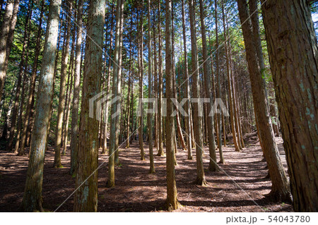 日本の金勝山で撮影した森のイメージ 54043780