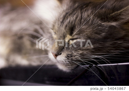 a sleeping cat 54043867