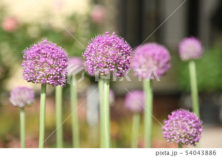 薄紫色の玉ねぎの花の写真素材 [54043886] - PIXTA