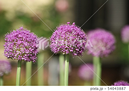 薄紫色の玉ねぎの花の写真素材
