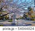 公園の桜 54044024