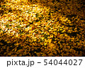 落ち葉の絨毯 54044027