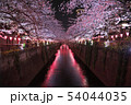 目黒川の夜桜 54044035