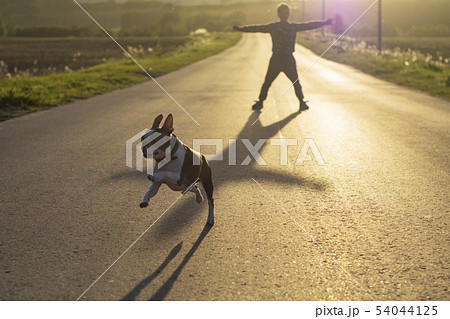 Lifestyle with a Boston Terrier dog jumping Lifestyle with a Boston Terrier dog jumping 54044125