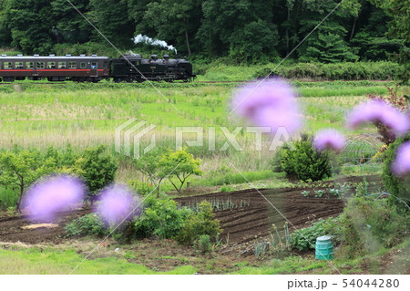 SLもおか号「紫色の花を前景に」 SLもおか号「紫色の花を前景に」 54044280