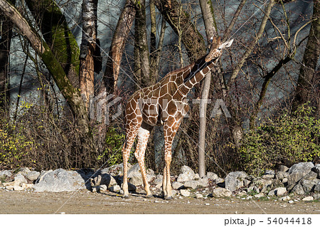 The giraffe, Giraffa camelopardalis is an African mammal The giraffe, Giraffa camelopardalis is an African mammal 54044418