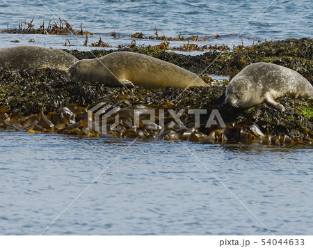 Seals Resting On Seaweeds, Vigur Island, Iceland 54044633