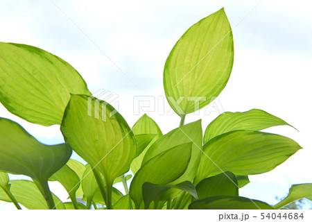 ギボウシ 54044684