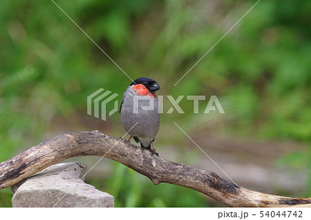 野鳥ウソ 54044742