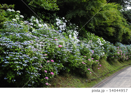 鎌倉の亀ヶ谷坂切通の紫陽花 54044957