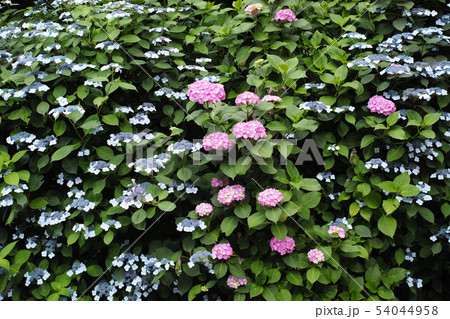 鎌倉の亀ヶ谷坂切通の紫陽花 54044958