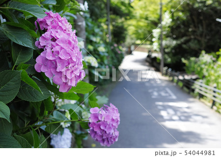 赤紫の紫陽花と鎌倉の道 赤紫の紫陽花と鎌倉の道 54044981