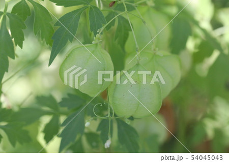 ふうせんかずら ふうせんかずら 54045043