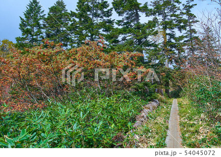 尾瀬 鳩待峠側の1800m付近 至仏山登山道 尾瀬 鳩待峠側の1800m付近 至仏山登山道 54045072