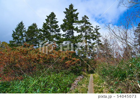尾瀬 鳩待峠側の1800m付近 至仏山登山道 54045073