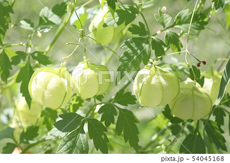 ふうせんかずら 54045168