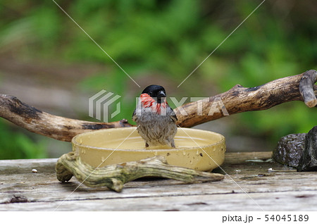 ウソ ウソ 54045189