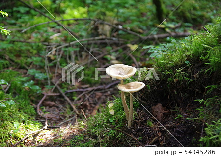 自生するキノコ 54045286