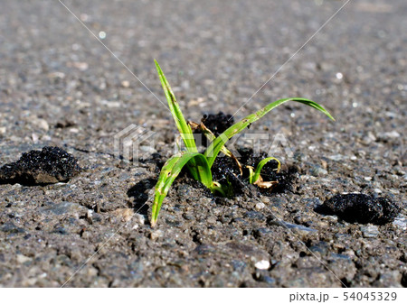 Persist and Success in business concept.   54045329