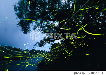 霧の中のホタル 54045881
