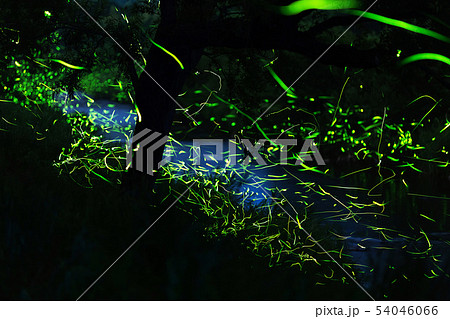 ゲンジボタルの舞い ゲンジボタルの舞い 54046066