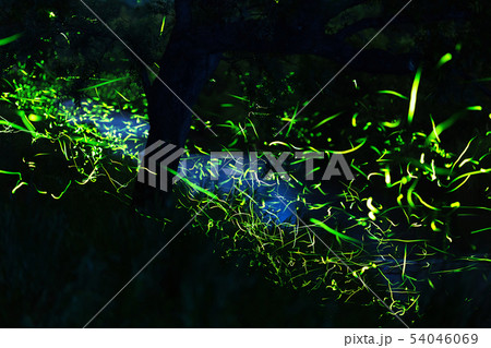 ゲンジボタルの舞い 54046069